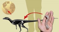 Ancient South American Fossil Reveals Early Dinosaur Ancestor