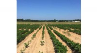 Nanotechnology in Agriculture: Protecting Soybeans and the Environment