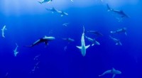 Endangered Shark Meat Found in Pet Food: DNA Barcoding Reveals Mislabeling