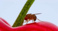 Classical Biological Control Agent Proven Safe Against Invasive Fruit Fly (Drosophila suzukii)
