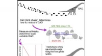Ancient Dinosaur Gait Revealed: New Study Uncovers Unique Sauropod Walking Style