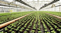 Low-Carbon Indoor Farming: Examining Land Use & Sustainability