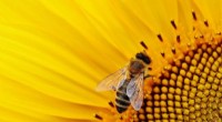 Pollinator Preferences: Study Reveals Preference for Saltier Nectar