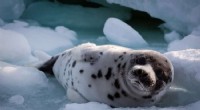 Arctic Seal Pup Behavior: Adapting to Environmental Changes