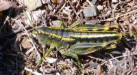 Alpine Grasshoppers Face Extinction Due to Climate Change