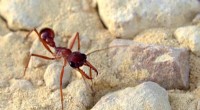 Bull Ant Venom Offers New Insights into Pain Treatment