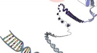 Decoding Noncoding DNA: New Tools Reveal Gene Sequence Functions