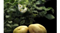 Potato Genome Reconstruction: Revolutionizing Breeding and Crop Improvement