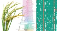 Hidden Gene Fragments in Plants: 1,000+ Mislabeled Micro-Exons Identified