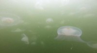Moon Jelly Blooms in Puget Sound: Impact on Zooplankton Populations