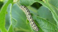 Innovative Technology Controls Fall Armyworm Using Genetically Modified Males