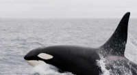 Southern Resident Orca Population: New Calf Born Amidst Pregnancy Losses