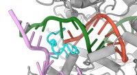Redesigned Cas9 Protein Enhances Gene Editing Accuracy and Safety