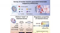 Mammalian Cell Nucleus: Unveiling Gene Regulation with RNA Mapping