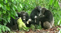 Chimpanzee Behavior: Understanding Human-Chimpanzee Avoidance