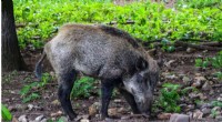 Long-Term Impact of African Swine Fever on Polish Forest Dynamics