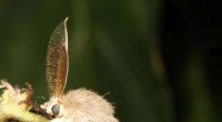 Lymantria dispar Now Known as the Spongy Moth: Official Common Name Change