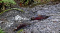 6PPD-quinone: Tire Pollutant Linked to Trout Toxicity, Not Just Salmon