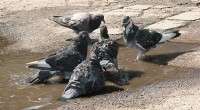 São Paulo Pigeon Die-Off: Virus Identified as Cause of High Mortality