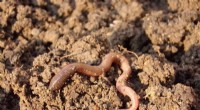 Earthworms: A Natural Alternative to Synthetic Fertilizers?