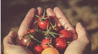 The History of Tomato Domestication: From Ancient Americas to Your Table