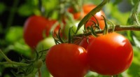 Gene Discovery Reveals Cause of Male Sterility in Tomato Plants