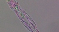 Ancient DNA Modification System Discovered in Rotifers - 60 Million Years Old