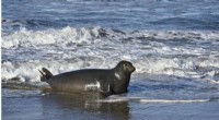 Elephant Seal Migration: How Navigation Guides Breeding Season