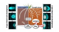 Molecular Mechanisms of Lateral Root Development in Rice