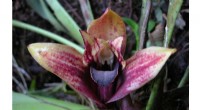 Rare Orchid Species Discovered in Ecuador – A Collaborative Effort
