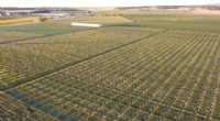 Developing Climate-Resilient Wheat Varieties for Australia