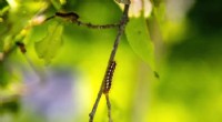 Browntail Moth: Climate Change Fuels Spread of Itchy Rash-Causing Caterpillar