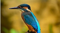 Biodiversity & Bird Extinction Risk: New Research Reveals Protective Link
