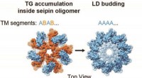 Seipin Complex & Lipid Droplet Formation: Unraveling an Energy Storage Mystery