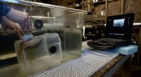 Ultrasound Technology Boosts Abalone Reproduction for Conservation