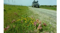 Rare Serapias Orchid Population Discovered on Corsican Military Base