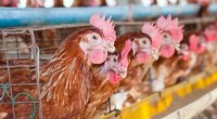 Avian Flu Outbreak in Eastern US: Impact on Poultry and Wildlife