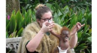 Orangutan  Baby Boot Camp  Helps Critically Endangered Infant Thrive
