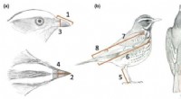 AVONET: Comprehensive Bird Body Measurements Database for Research & Conservation