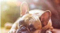 Do Dogs Grieve? Study Reveals Signs of Loss After Companion s Death