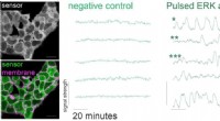 Stem Cell Signaling: Novel Sensor & Oscillatory Activity Revealed