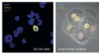 Novel Stem Cell Discovery Unlocks Insights into Human Genome Activation