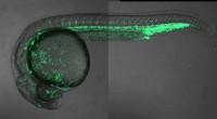 Zebrafish Genomic Regulatory Map: Enhancer Activity in Early Development