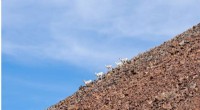 Bighorn Sheep Migration: How Flexible Decision-Making Ensures Survival