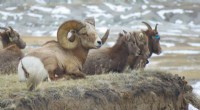 Bighorn Sheep Movement Patterns in Nebraska: A 2-Year Study