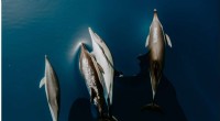Drone Technology Aids in Non-Invasive Dolphin Pregnancy Detection