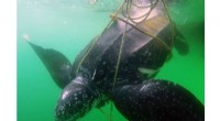 Rapid Reporting Improves Leatherback Turtle Survival After Entanglement