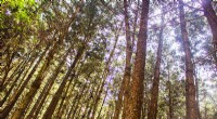 Sustainable Reforestation in Kenya: Solar-Powered Seed Drying for Forest Recovery