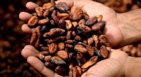How Roasting Cocoa Beans Impacts Chocolate Flavor & Bitterness