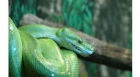 Nature Connection Reduces Snake & Spider Phobias: New Research